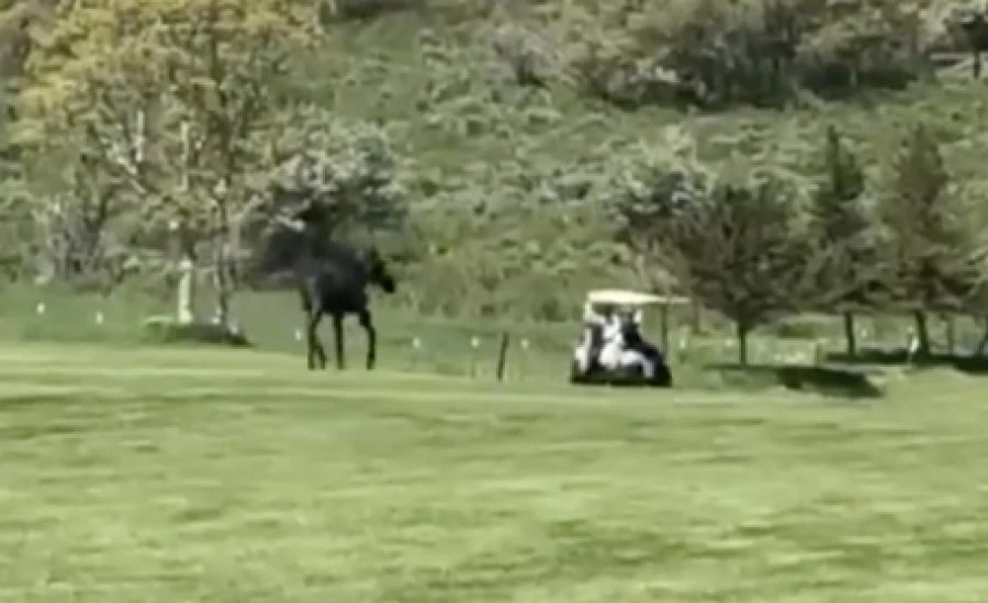 Γιγαντιαίος τάρανδος κυνηγά αμαξάκι του γκολφ να το εμβολίσει! Βίντεο